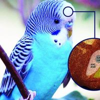 727 Why are Parrots Such Good Copycats?