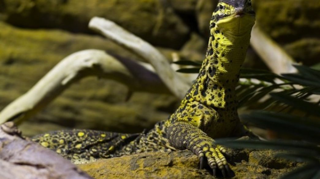 Lizard's CorkscrewShaped Burrow is the World's Deepest Nest IFLScience