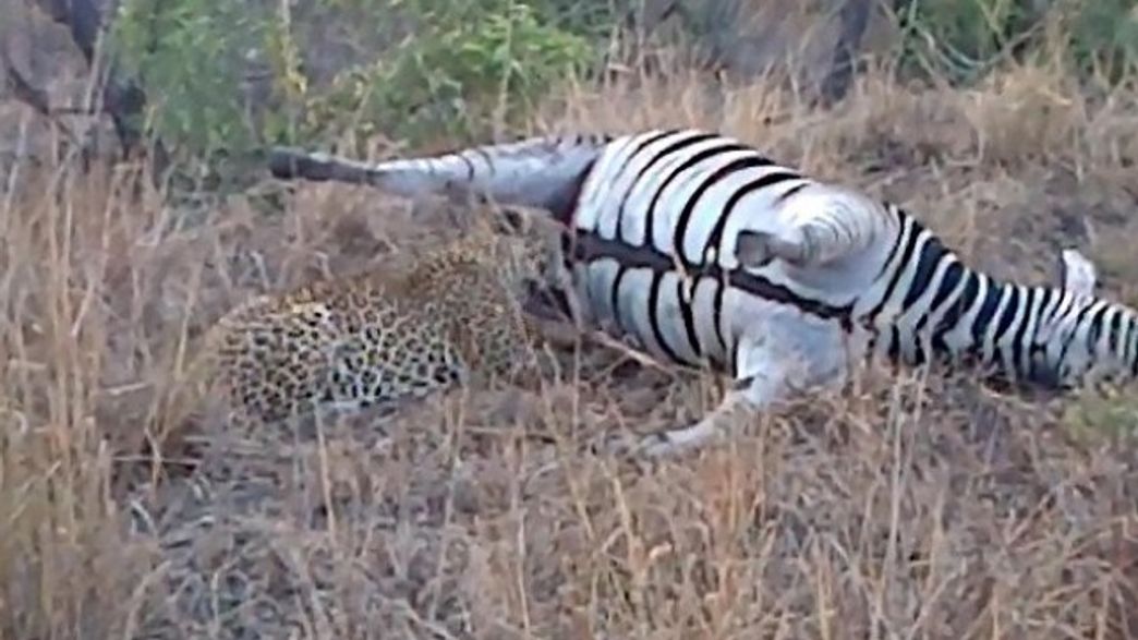 Dead Zebra Bursts a Fountain of Blood over a Hungry Leopard IFLScience