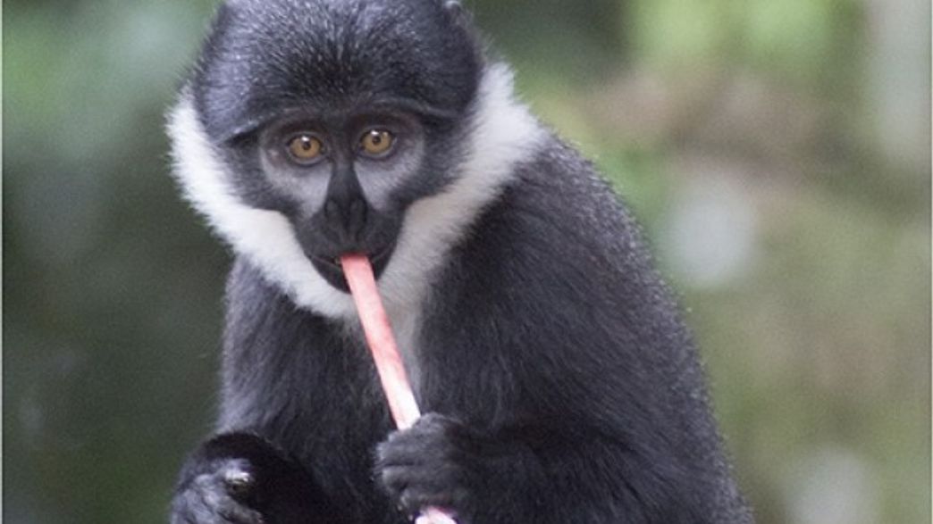 Monkey Ropy A Rope Test Could Save Us From Monkey Diseases | IFLScience
