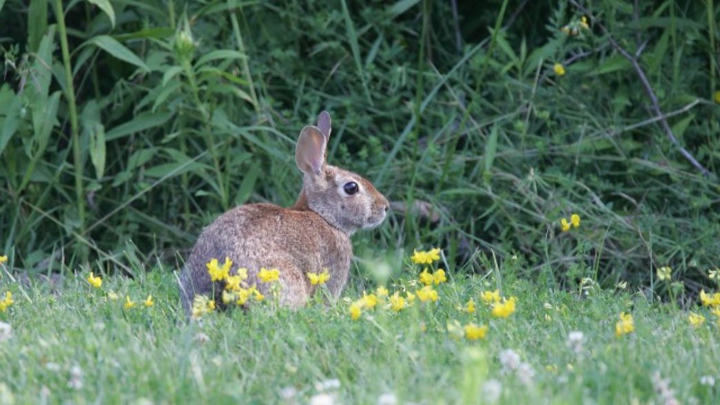 Mother Rabbit Attempts to Disembowel the Snake that Killed her Babies