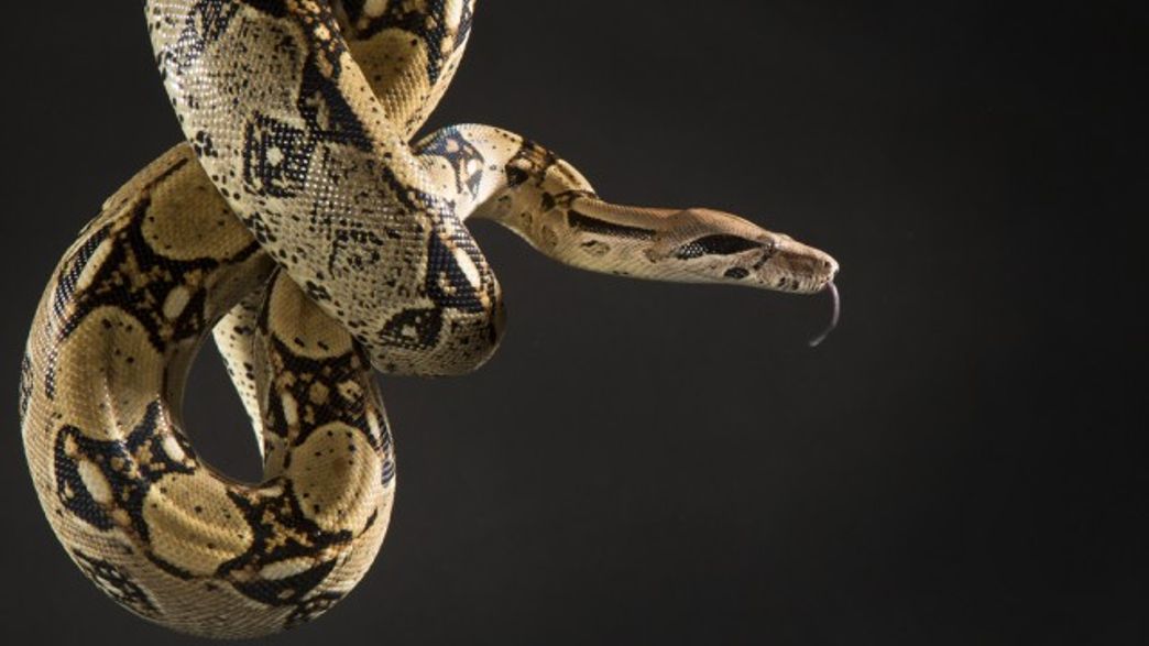 Boa Constrictors Don't Actually Suffocate Their Prey To Death After All