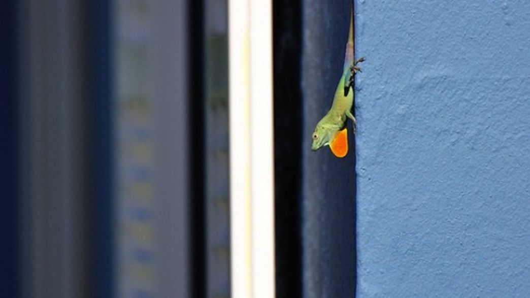 Why Do Lizard Throat Fans Glow? IFLScience