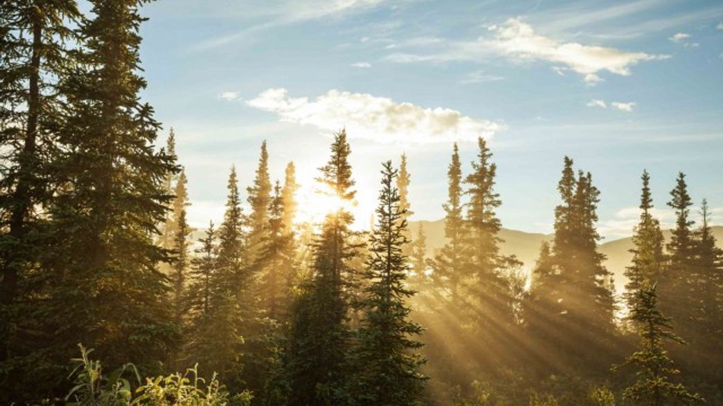 Extreme Droughts Weaken Trees' Ability To Soak Up Carbon IFLScience