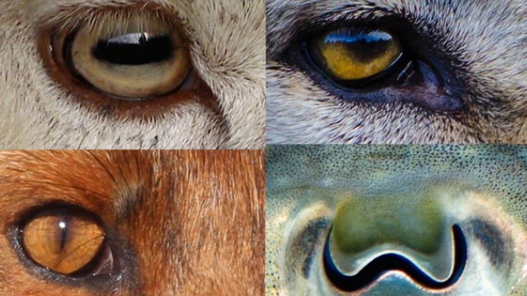 Revealed Why Animals' Pupils Come In Different Shapes And Sizes IFLScience