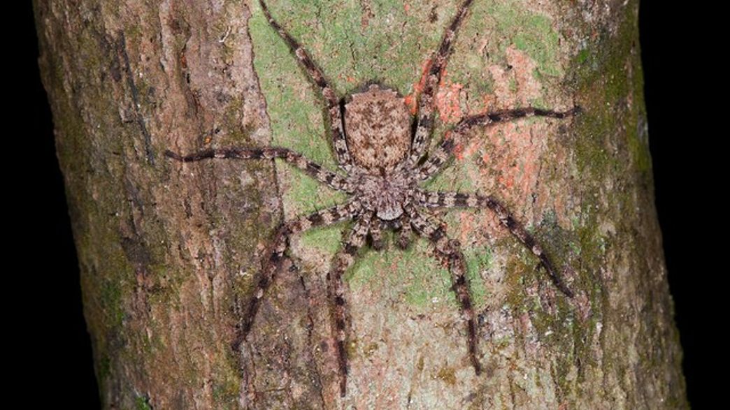 What Spiders Live In Trees At Elaine Sanchez Blog