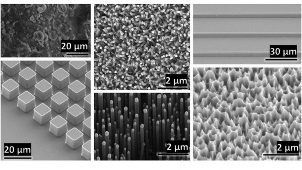 Material Uses Insect Technology To Stay Dry Underwater | IFLScience