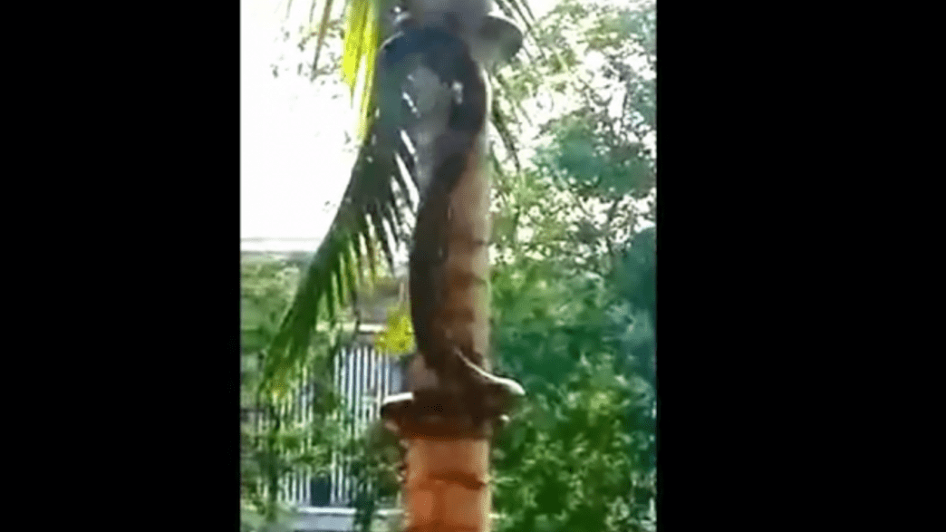 How Do Snakes Climb Trees? IFLScience