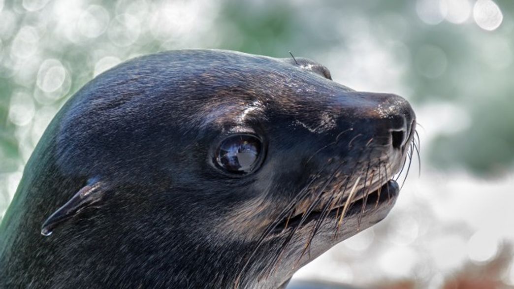 Seagulls Eat the Eyeballs of Baby Seals IFLScience