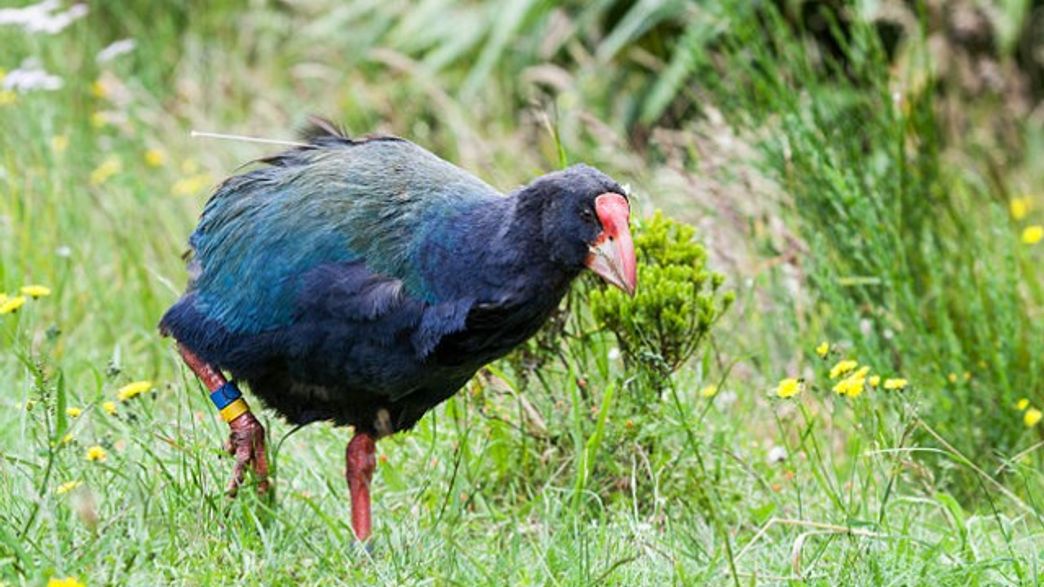 Hunters Accidentally Shoot Four Critically Endangered Birds in New