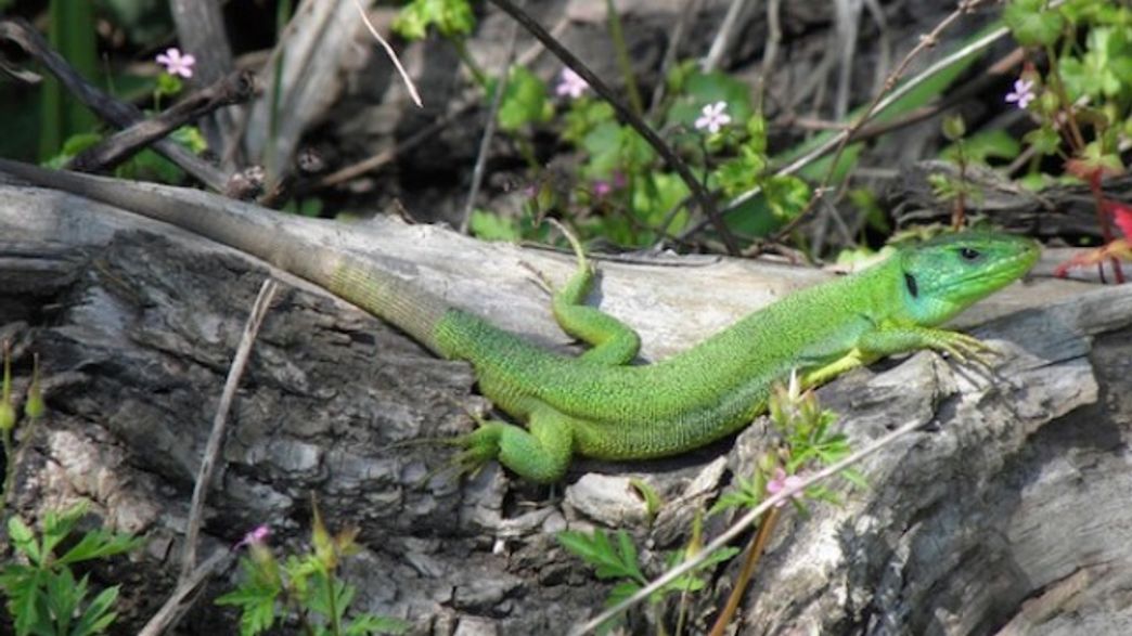 Li Lizard Island Lizards Digest More Efficiently Than Their Mainland Counterparts ...
