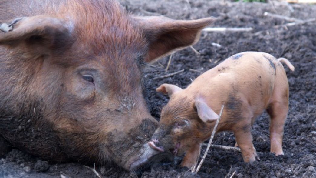 How Did Wild Boar Farmyard Pigs? Data Reveals The Answer
