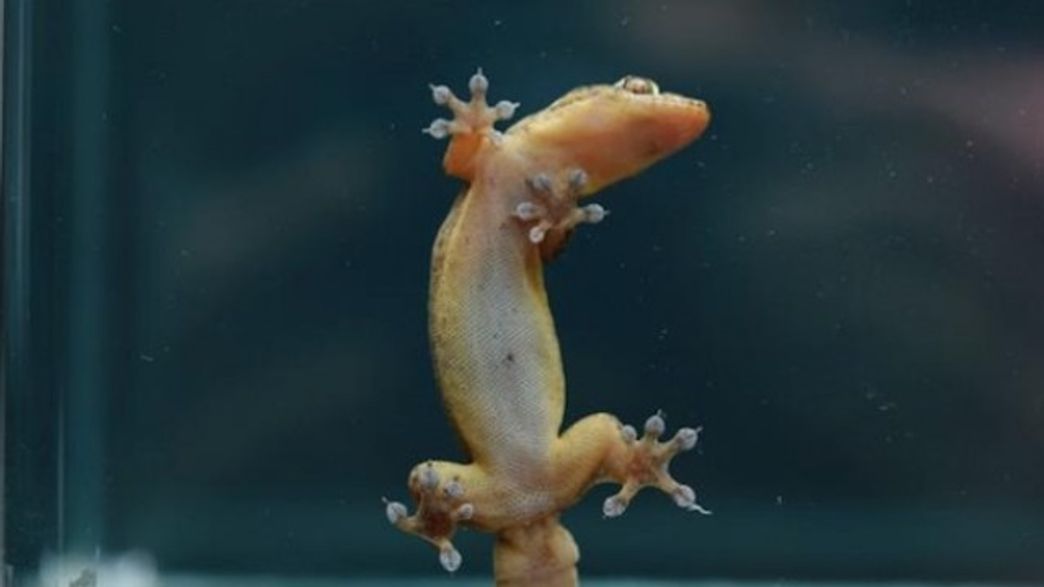 Geckos Are Springs That Stiffen As They Get Bigger | IFLScience