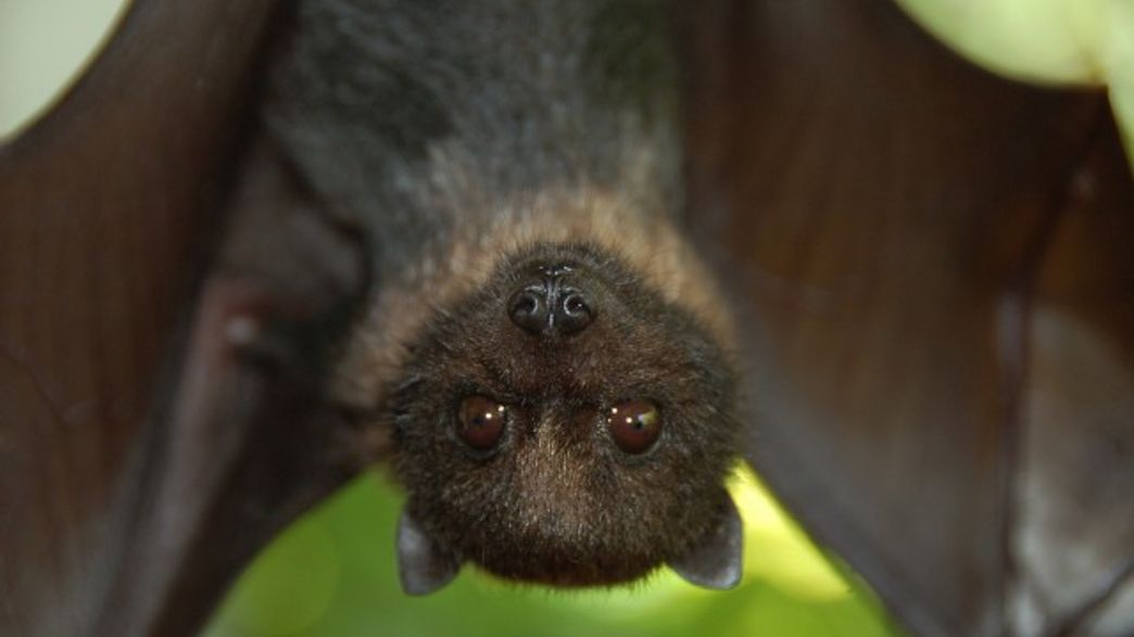 Bumblebee Bat
