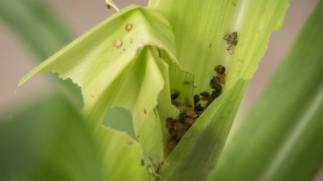Caterpillars Disarm Corn With Their Poop IFLScience