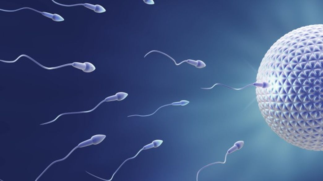 First LabGrown Human Sperm Technique Revealed By Scientists IFLScience