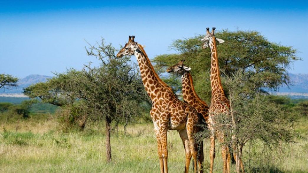 How The Giraffe Got Its Neck | IFLScience