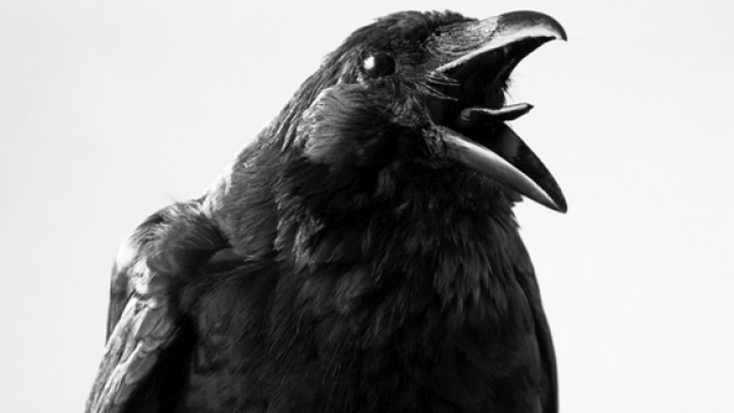 Crows Fear And Learn From Death IFLScience
