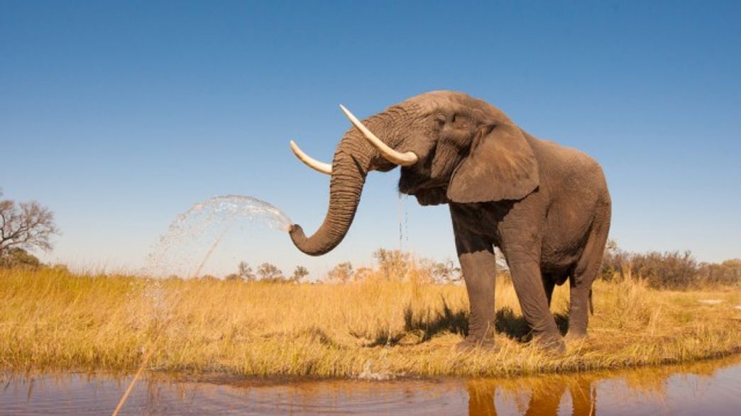 Why Do Elephants Rarely Get Cancer? IFLScience