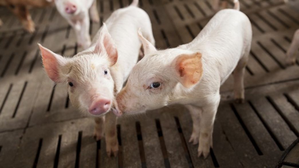 Scientists Break GeneEditing Record To Create Animal Organs For Human Transplantation IFLScience