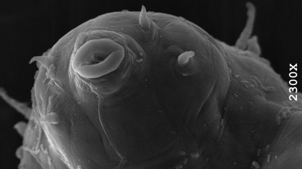 New Species Of Water Bear Discovered In Maine IFLScience