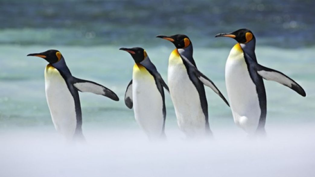 King Penguins Adversely Affected By Climate Extremes | IFLScience