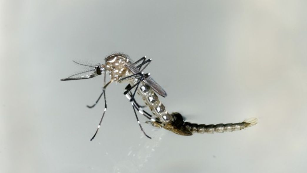 Males Prove Mosquito Weak Link IFLScience