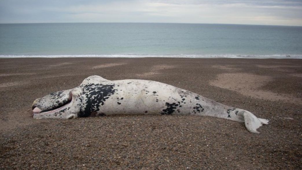 Ongoing Algal Blooms Linked To The Largest Die Off Of Great Whales Ever Recorded