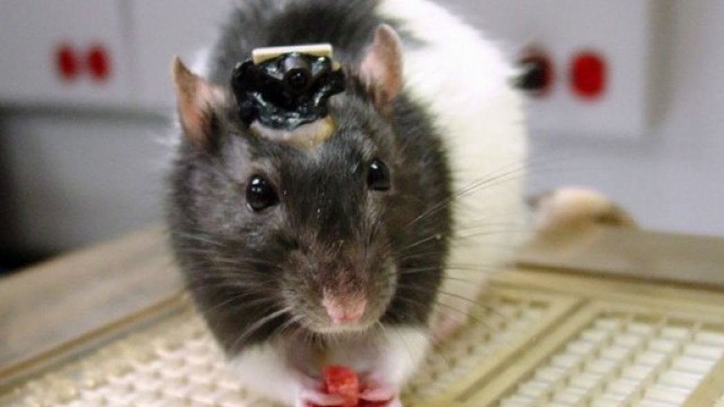Rat Radiating Tweaked Rats Can See Infrared Light | IFLScience