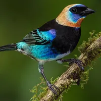 Why are Tropical Birds More Colorful: Stunning Nature’s Secret Revealed