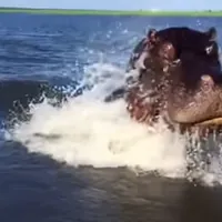 The Insane Moment A Hippo Tried To Attack A Boat Tour | IFLScience