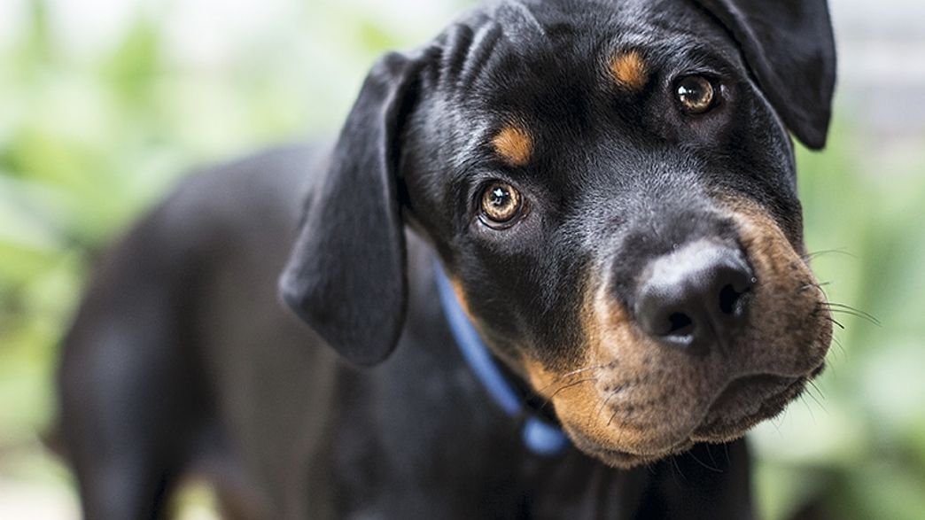 Do Dogs Like Being Pet On The Head
