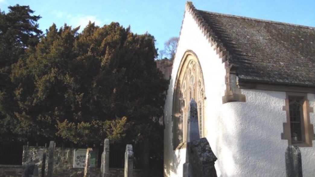 Can Trees Really Change Sex? IFLScience