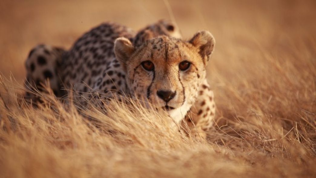Live Prey Here's How Scarce Wild Prey Must Be Before Big Cats Kill Livestock ...