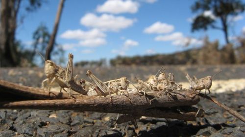 3521 How Many Locusts Does It Take To Start A Biblical Plague? Just Three 3521 How Many Locusts Does It Take To Start A Biblical Plague? Just Three