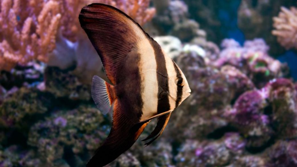 Spiny Fins Help Fish Expand Into HardToEat Shapes IFLScience