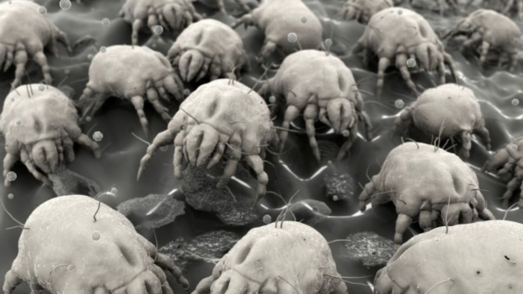 Dust Mite Examples Horrifying Video Shows You Exactly What's Lurking In Your Mattress ...