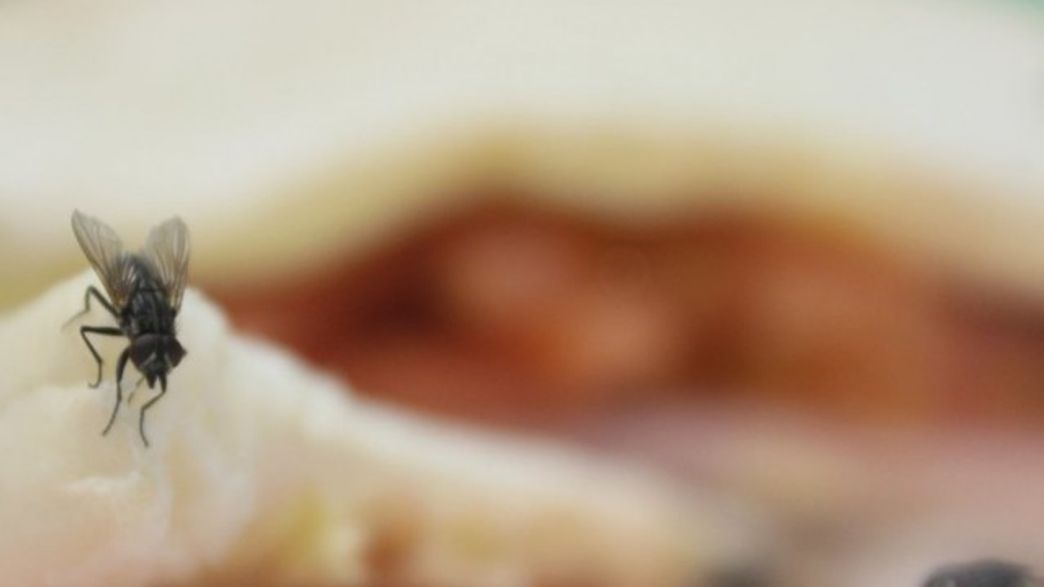 Should I Throw Away Food Once A Fly Has Landed On It? IFLScience