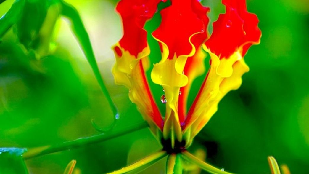 Little Shop Of Horrors The Australian Plants That Can Kill You