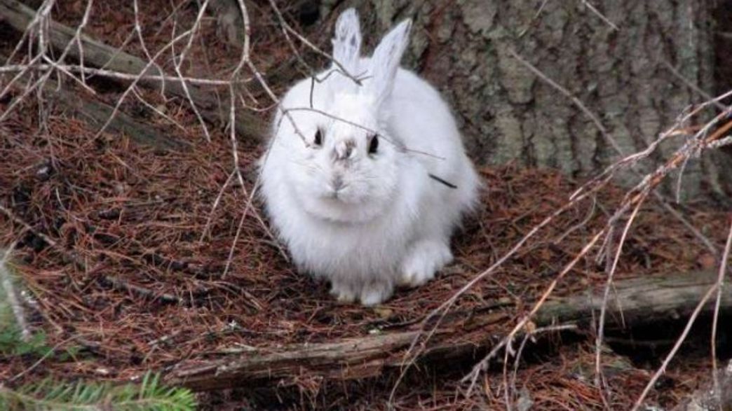 Snowshoe Hare's Camouflage Thwarted By Climate Change IFLScience
