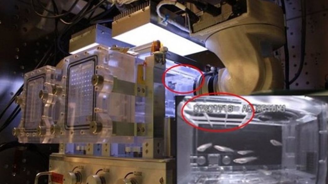 Live Fish On The International Space Station Help Answer Questions About Bone Density