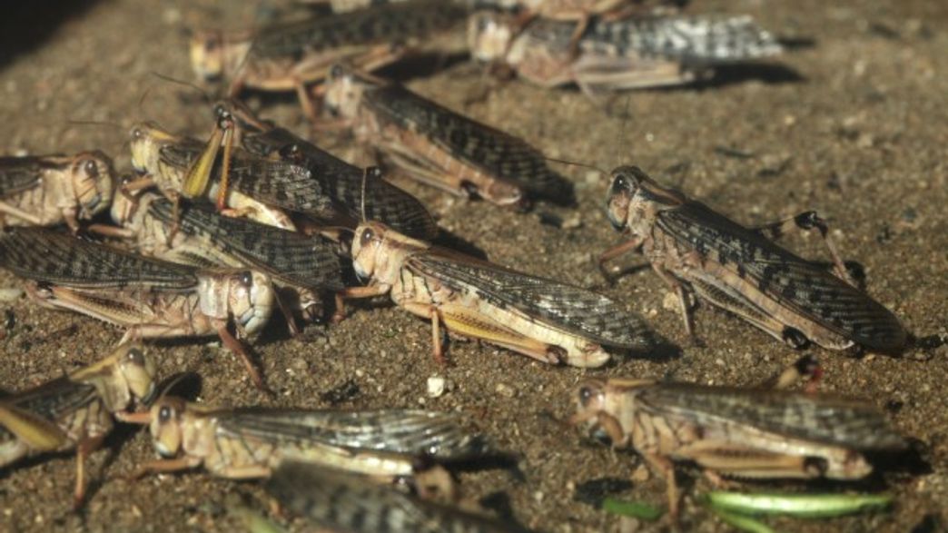 Locust In America Four-Mile-Wide Swarms Of Locust Are Plaguing Argentina | IFLScience