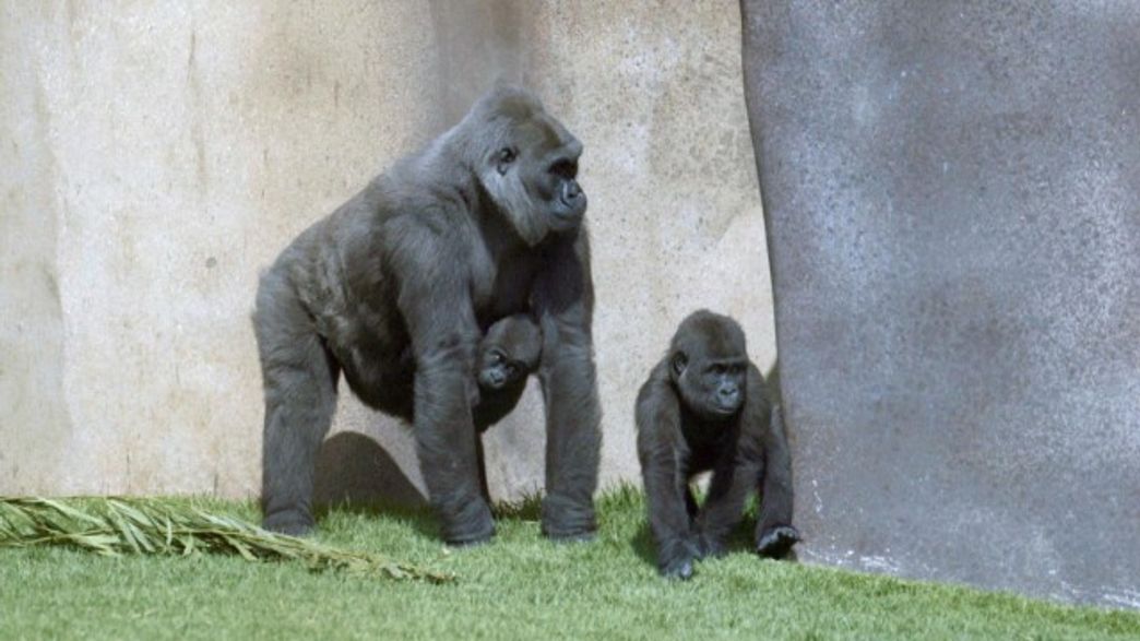 Male Human Chromosome More Similar To Gorillas Than Chimpanzees