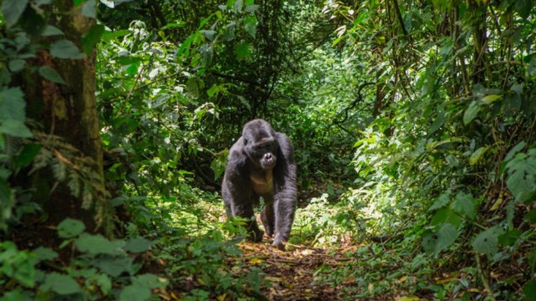 The Democratic Republic Of Congo Will Allow Logging In Its Rainforests