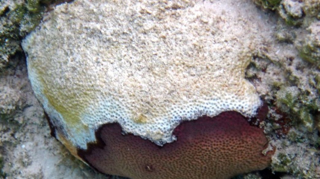 Is Global Warming Causing Marine Diseases To Spread? IFLScience