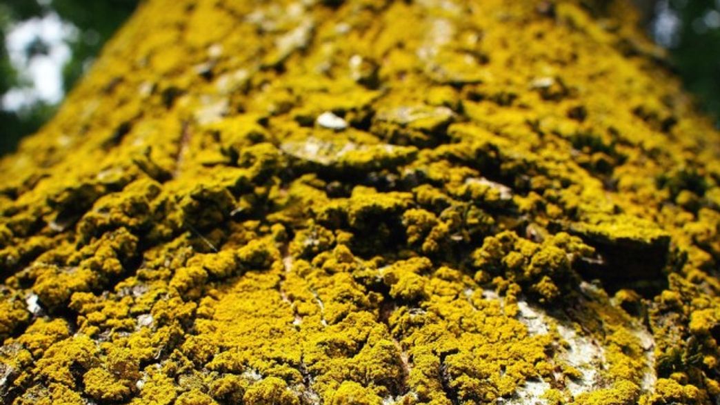 Weekly Dose Taxol, The Anticancer Drug Discovered In The Bark Of A