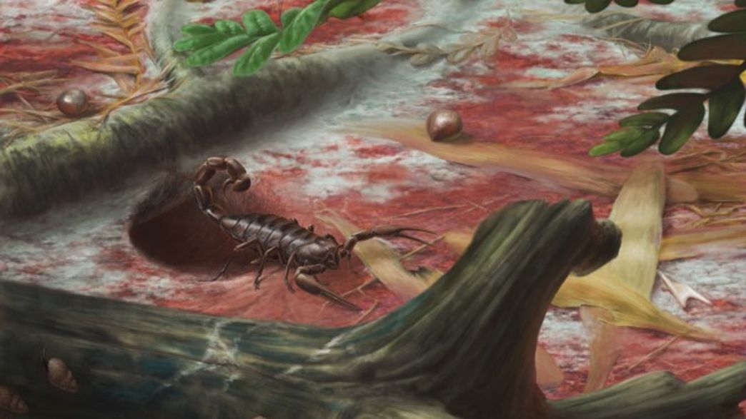 Rare Fossil Scorpions Give Glimpse Of Life In Ancient Permian Forests ...