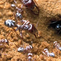 Can Ants Survive Extreme Heat: Shocking Facts Revealed!