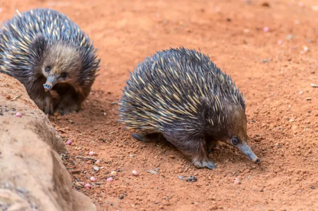 Echidna Survival Technique Could Be Key To Mammals' Success