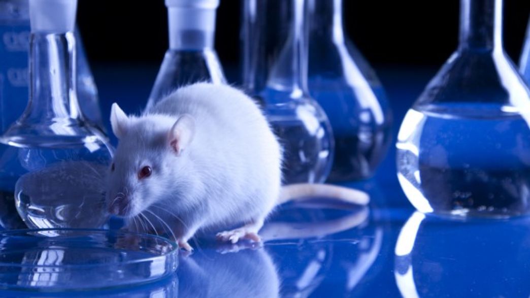 Testing Drugs On Animals Could Soon Be A Thing Of The Past IFLScience